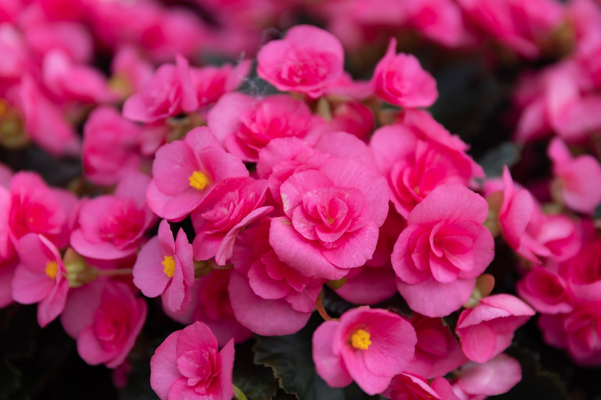 Roze begoniabloemen, gevuld en enkel, boven donkergroen blad